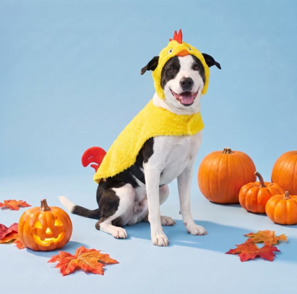 Vibrant Life Pet Halloween Costume Dog Cat Apparel Outfit